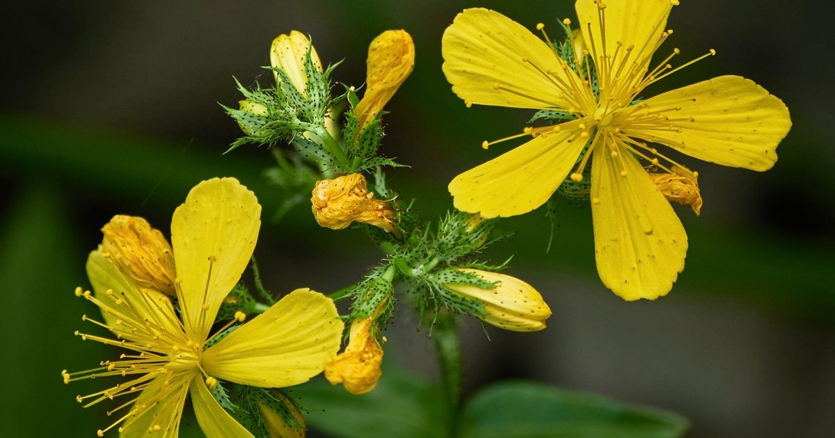 St. John's Wort A Natural Mood Booster Enhancing Happiness Naturally