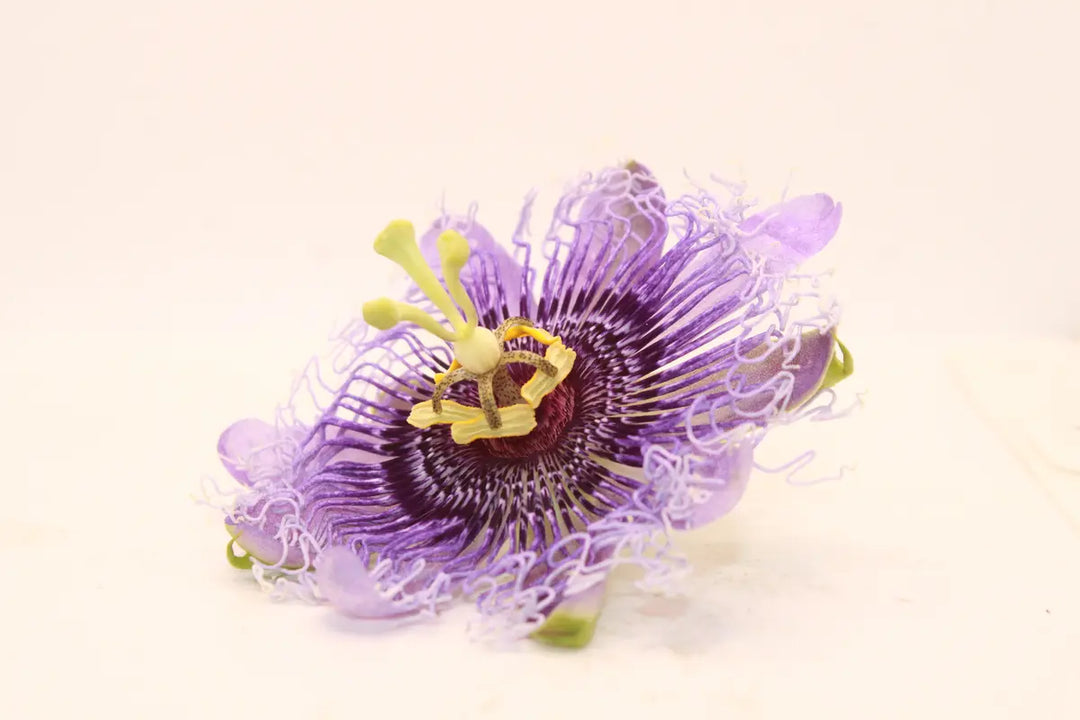 Discover the Power of Passionflower for Stress Relief and Mood Balance