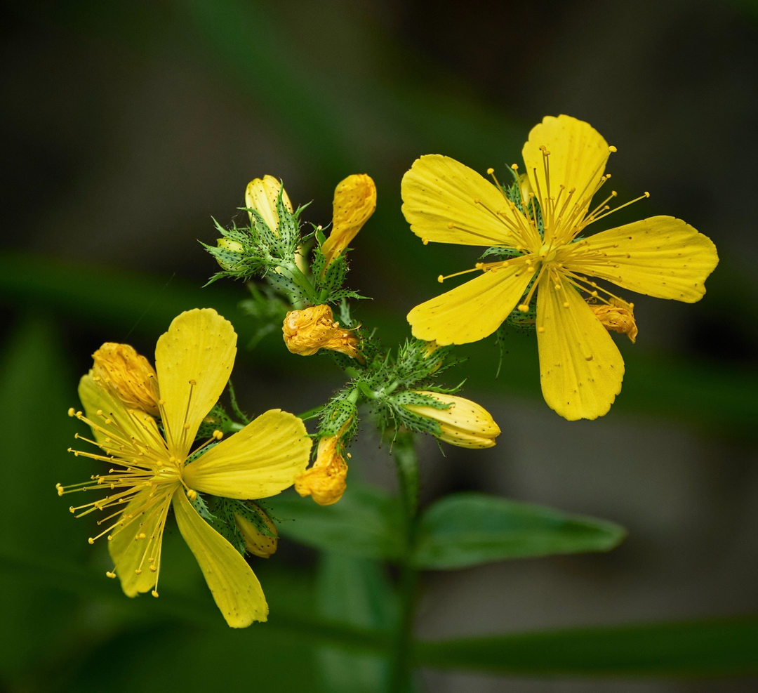 St. John's Wort: A Natural Mood Booster Enhancing Happiness Naturally | Trio Nutrition