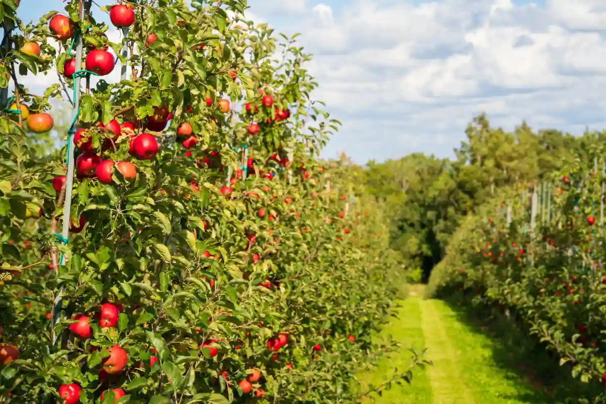 ACV with the Mother Explained: Benefits, Safety, and What to Look For in the U.S.