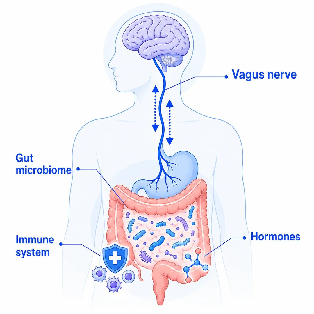 Gut-Brain Axis: How Gut Health May Shape Mood