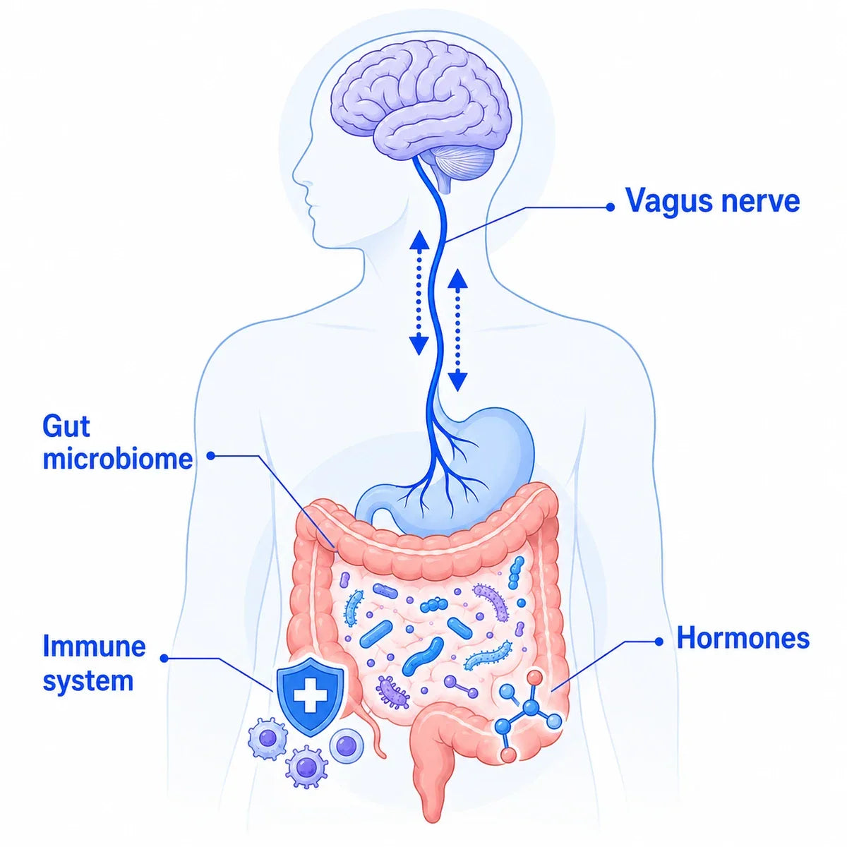 Diagram of the gut-brain axis showing the vagus nerve, gut microbiome, immune system and hormones connecting the brain and gut