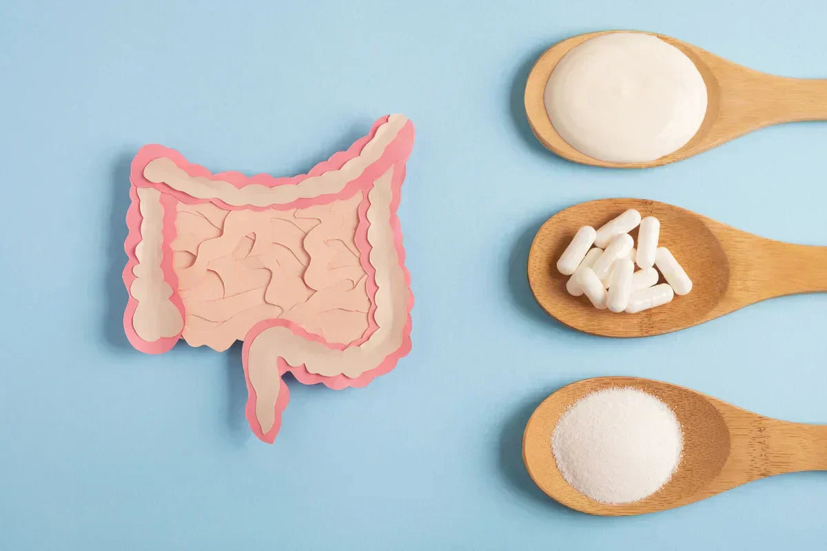 a paper cutout of an intestine with 3 spoons on the side, one with yogurt, one with probiotic capsules, and one with prebiotic powder