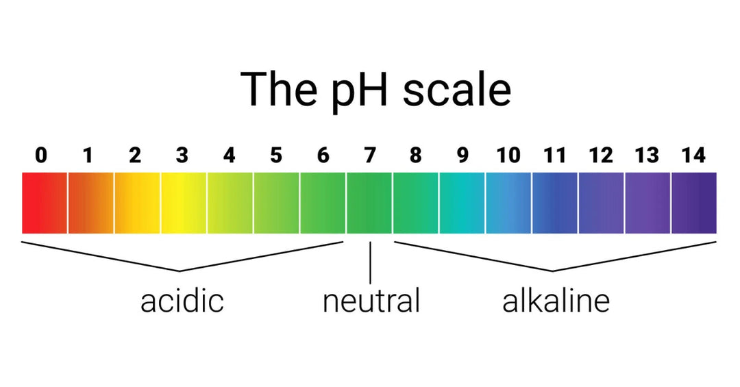 Probiotics for pH Balance: How Do Probiotics Work?